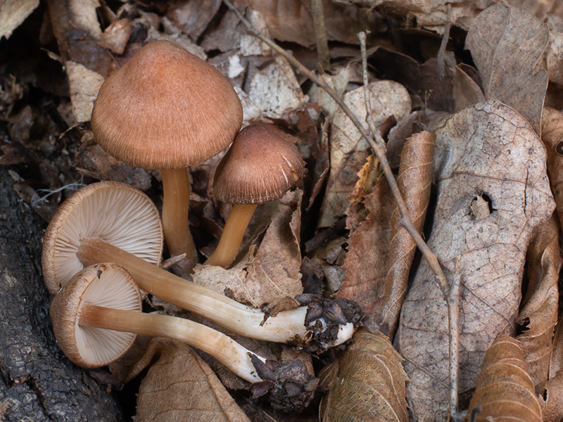 Inocybe bonii